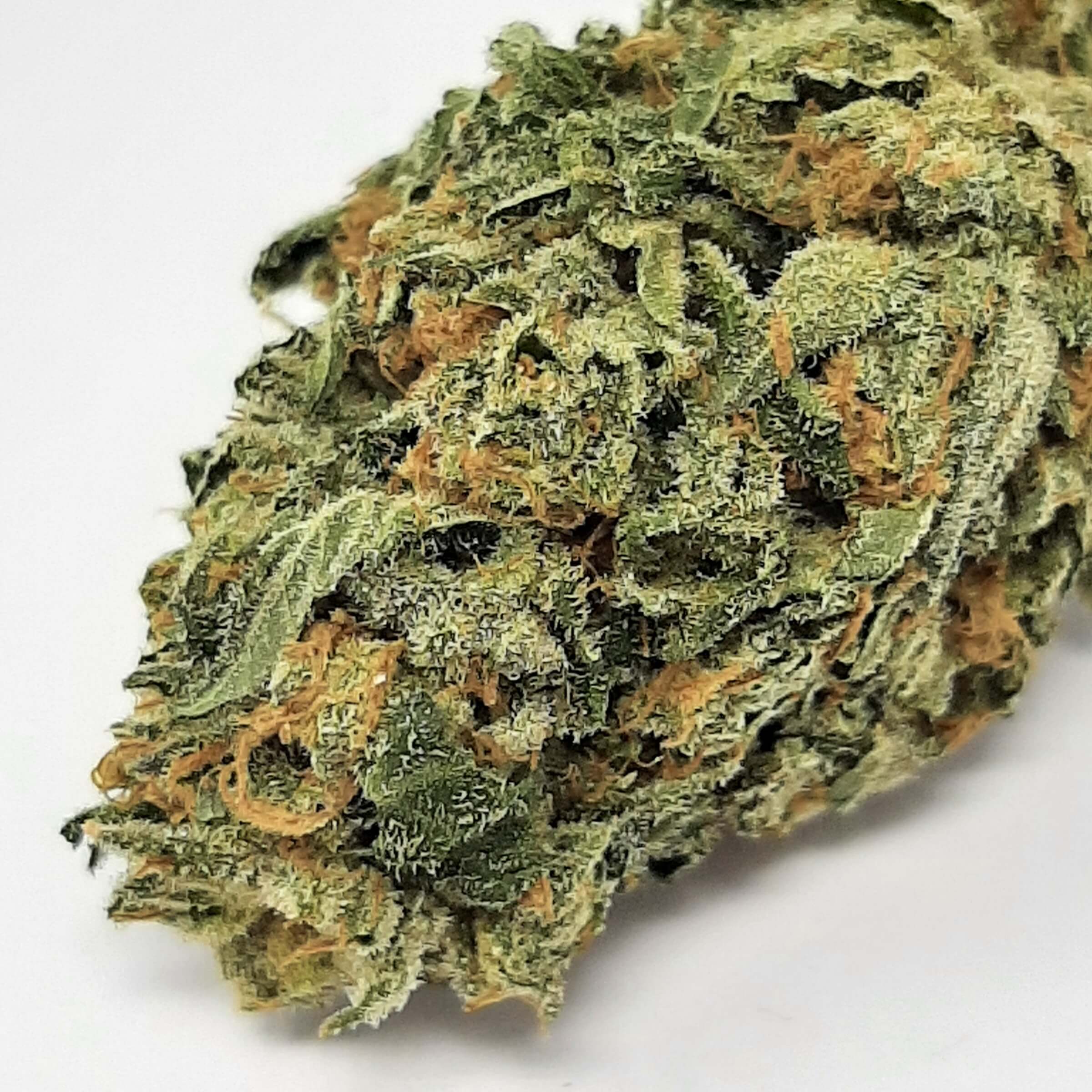 AAA Bubba 76