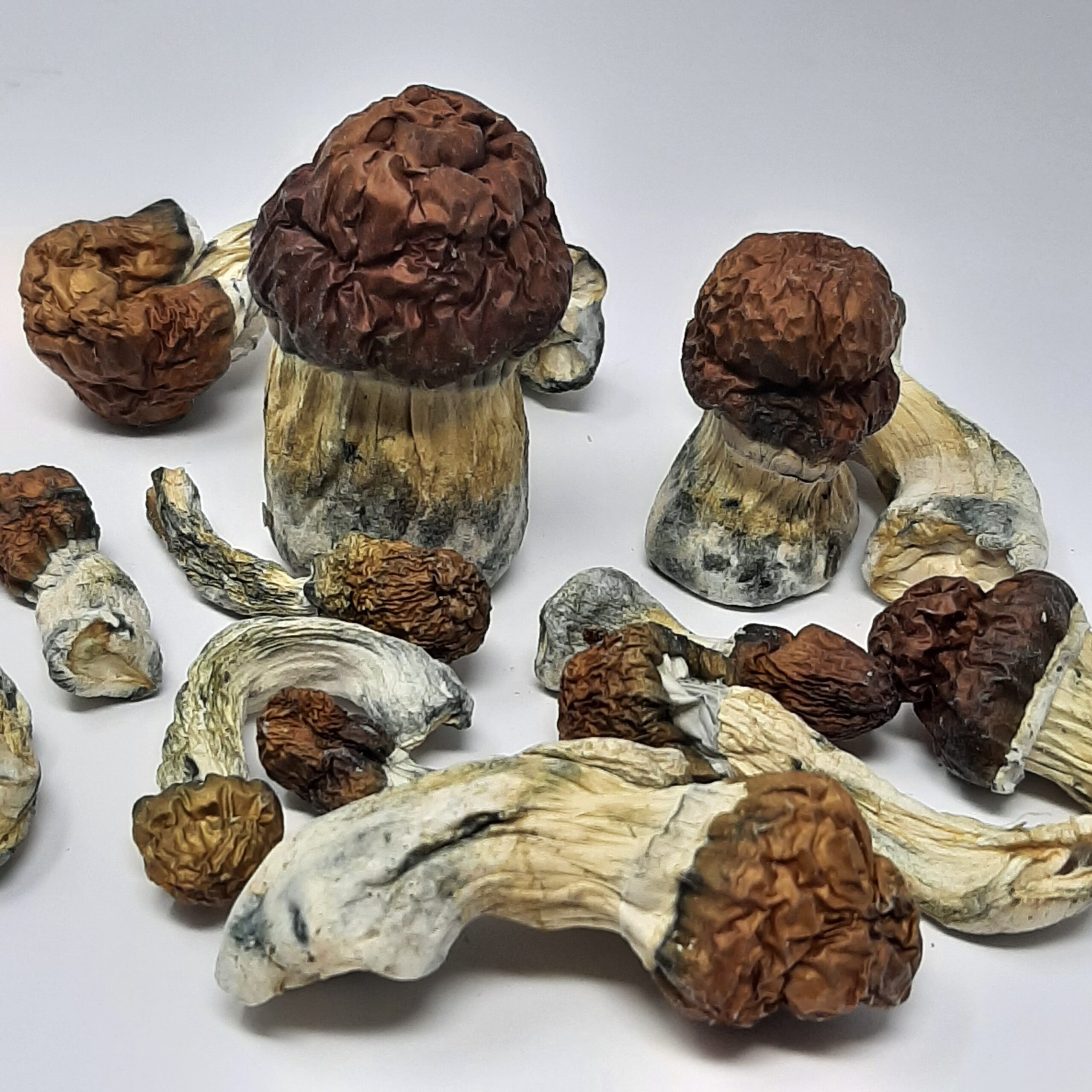 AAAA Enigma Magic Mushrooms