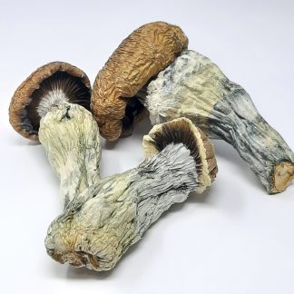 AAAA Thrasher Magic Mushrooms