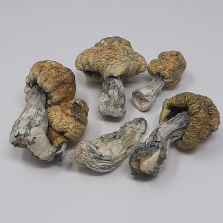 AAAA Avalanche Magic Mushrooms